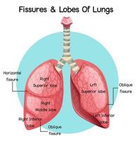 fissures et lobes des poumons vecteur