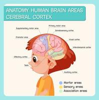 anatomie des zones du cerveau humain cortex cérébral avec étiquette vecteur