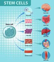 affiche d'information sur les cellules souches humaines vecteur