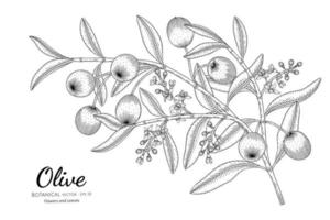 dessin au trait olives et feuilles dessinées à la main vecteur