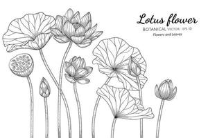 fleur et feuilles de lotus dessinés à la main vecteur