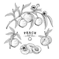 éléments dessinés à la main de fruits de pêche. vecteur