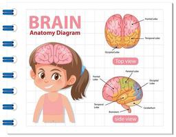 affiche d'information du diagramme du cerveau humain vecteur