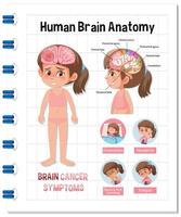 affiche d'information du diagramme du cerveau humain vecteur