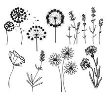 concept dessin ensemble pissenlits vecteur croquis dessin au trait fleurs plantes botanique sur fond blanc livre de coloriage