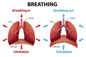 le processus de respiration expliqué