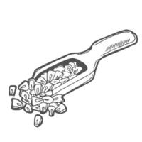 illustration vectorielle de cuillère en bois dessinée à la main avec des graines de maïs. concept esquissé. dessin au trait noir, isolé sur fond blanc. graphiques d'ingrédients alimentaires sans gluten. vecteur