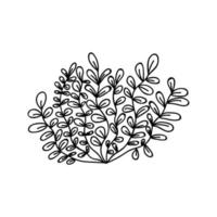 illustration de doodle de vecteur d'algues. illustration de plante d'algues à l'encre dessinée à la main.