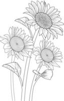 art de tournesol, illustration vectorielle d'un bouquet de sunflowes, dans des éléments de printemps botaniques dessinés à la main dessin au trait de collection naturelle pour coloriage isolé sur fond blanc. vecteur