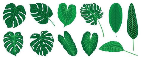 ensemble de vecteurs de feuilles tropicales peintes à la main. feuillage exotique de type différent botanique, plante de la jungle, monstère et feuilles de palmier isolées sur fond blanc. design pour cosmétique, produit, spa, décoration. vecteur