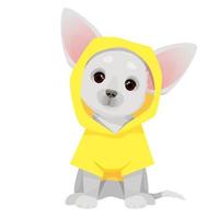 petit chien chihuahua gris dans un imperméable jaune vecteur