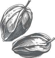 dates dessinées à l'encre avec des feuilles. des fruits mûrs pendent aux branches. vecteur