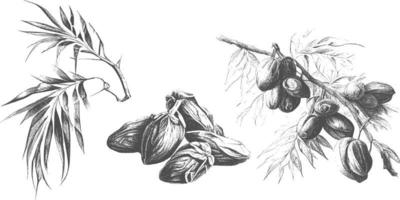 dates dessinées à l'encre avec des feuilles. des fruits mûrs pendent aux branches. vecteur