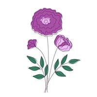 pivoine pourpre vecteur ou fleurs roses avec silhouette décrite isolé sur fond blanc. conception de logo, carte de visite, flyer.