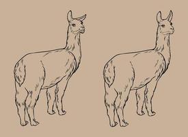dessin vectoriel noir et blanc de lama animal. pour les livres à colorier et l'illustration. vecteur isolé