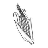 icône de doodle de contour d'épi de maïs soufflé dessiné à la main de vecteur. illustration de croquis de nourriture pour impression, web, mobile et infographie isolé sur fond blanc. vecteur