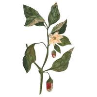 buisson de poivron rouge. illustration aquarelle vecteur