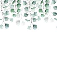 bordure transparente de feuille verte d'eucalyptus. illustration florale aquarelle. arrière-plan pour les invitations de mariage, salutations, fonds d'écran, cartes postales vecteur