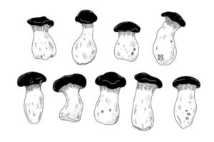 collection d'huîtres royales vectorielles. ensemble de ligne de champignons asiatiques. protéine alternative végétalienne et végétarienne vecteur