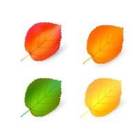 feuilles d'automne ensemble, maille d'illustration vectorielle bundle isolé sur fond blanc. style multicolore de dessin animé simple vecteur