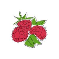 fruit de baie de framboise. baies douces, saines et fraîches. illustration vectorielle continue d'une ligne de couleur. vecteur