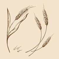 Doodle de croquis d'épis de blé dessinés à la main de vecteur. bouquet d'épis de blé, grains entiers séchés. récolte de céréales, agriculture, agriculture biologique, symbole d'aliments sains. élément de conception de boulangerie vecteur