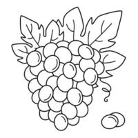 grappe de raisins. dessin linéaire baies de raisins avec des feuilles. illustration vectorielle de vigne. icône de fruits tropicaux. coloriage de dessert sucré. vecteur