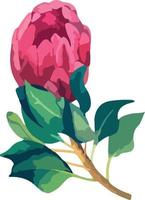 définir une illustration vectorielle réaliste de fleurs de protea. protea de fleur de roi tropical en fleur. conception pour l'impression de carte de voeux, invitation, tissu, papier d'emballage. vecteur