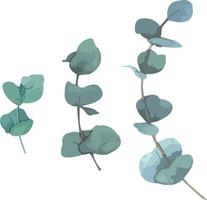 collection de feuilles d'eucaliptus argentées vertes. branches naturelles, illustration vectorielle. parfait pour l'impression et la conception de mariage vecteur
