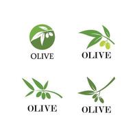 modèle de logo olive vecteur
