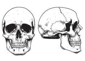 main dessiner crâne détaillé vecteur