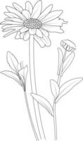 fleur de marguerite isolée, illustration de croquis de vecteur dessiné à la main, branche de collection botanique de page de coloriage de collection naturelle de bourgeons de feuilles, art d'encre gravé de bouquets floraux.