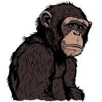 animal mammifère mignon primate chimpanzé vecteur