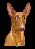 portrait de chien pharaon gros plan illustration vectorielle vecteur