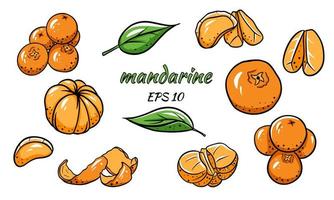 ensemble d'illustrations vectorielles de mandarines. vecteur