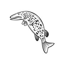 Grand brochet esox lucius poissons carnivores du genre esox sautant vecteur