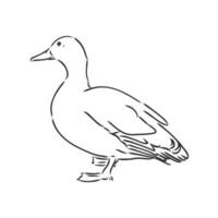 croquis de vecteur de canard