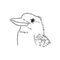 croquis de vecteur oiseau kookaburra