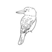 croquis de vecteur oiseau kookaburra