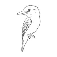 croquis de vecteur oiseau kookaburra