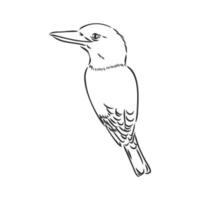 croquis de vecteur oiseau kookaburra