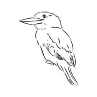 croquis de vecteur oiseau kookaburra