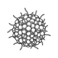 virus varicelle-zona dessiné à la main isolé sur fond blanc. illustration vectorielle scientifique détaillée réaliste dans le style de croquis vecteur