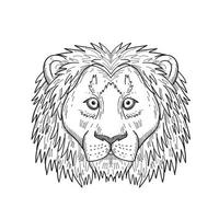 Tête d'un lion lâche et effrayé vue de face dessin noir et blanc vecteur