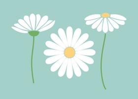marguerite ensemble d'illustration vectorielle de jolies fleurs dessinées à la main. décoration florale minimaliste vecteur