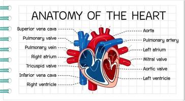 affiche d & # 39; information du diagramme du cœur humain vecteur