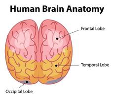 affiche d'information du diagramme du cerveau humain vecteur