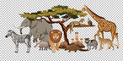 Groupe d'animaux sauvages africains sur fond transparent vecteur