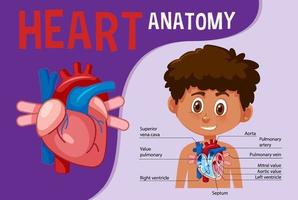 affiche d & # 39; information du diagramme du cœur humain vecteur