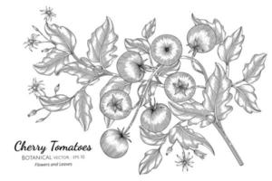 illustration botanique dessinée à la main de tomate cerise avec dessin au trait sur fond blanc vecteur